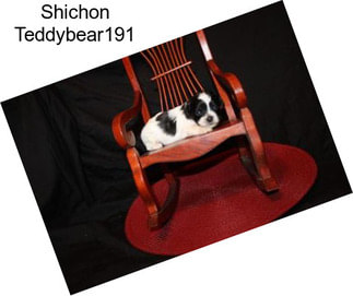 Shichon Teddybear191