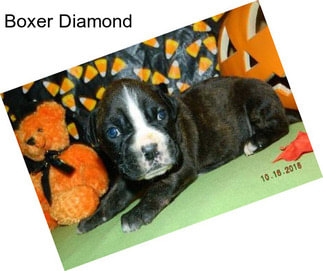 Boxer Diamond