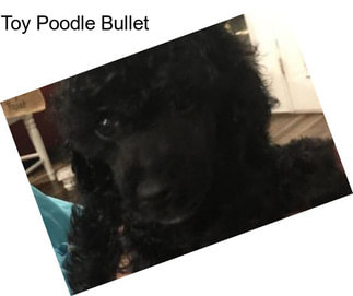 Toy Poodle Bullet