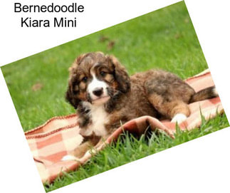 Bernedoodle Kiara Mini