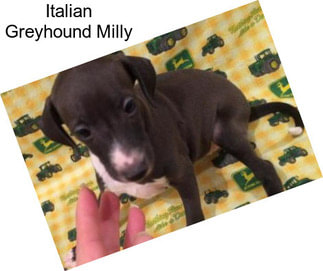 Italian Greyhound Milly