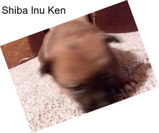 Shiba Inu Ken