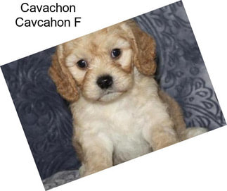 Cavachon Cavcahon F