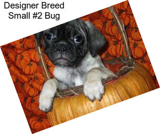 Designer Breed Small #2 Bug