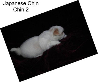 Japanese Chin Chin 2