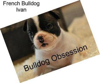 French Bulldog Ivan