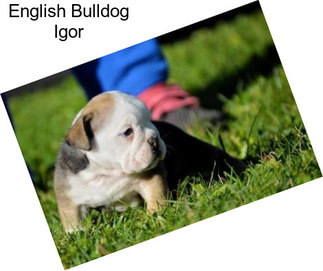 English Bulldog Igor
