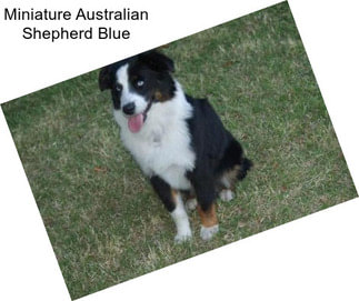 Miniature Australian Shepherd Blue