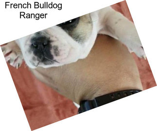 French Bulldog Ranger