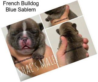 French Bulldog Blue Sablem