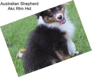 Australian Shepherd Akc Rtm Hst
