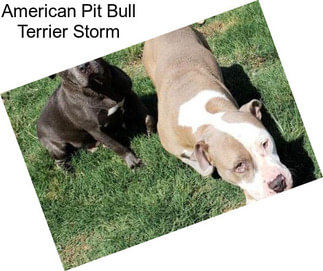 American Pit Bull Terrier Storm