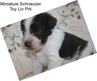 Miniature Schnauzer Toy Liv Prti