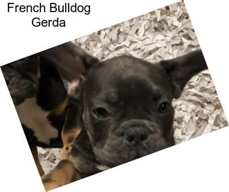 French Bulldog Gerda