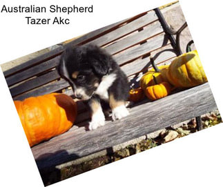 Australian Shepherd Tazer Akc