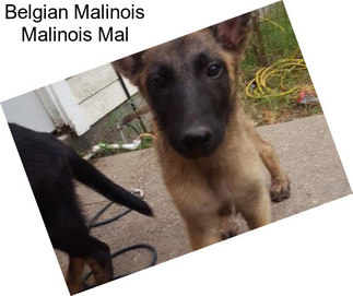 Belgian Malinois Malinois Mal