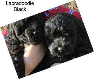 Labradoodle Black