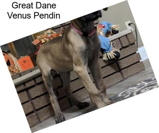 Great Dane Venus Pendin