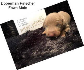 Doberman Pinscher Fawn Male