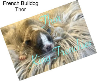 French Bulldog Thor