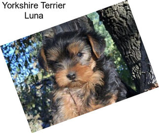 Yorkshire Terrier Luna