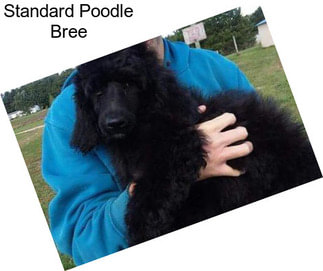 Standard Poodle Bree
