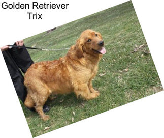 Golden Retriever Trix