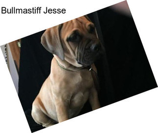 Bullmastiff Jesse