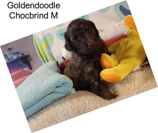 Goldendoodle Chocbrind M