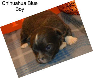 Chihuahua Blue Boy