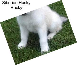 Siberian Husky Rocky