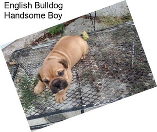 English Bulldog Handsome Boy