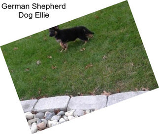 German Shepherd Dog Ellie