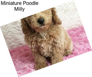 Miniature Poodle Milly