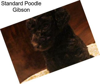 Standard Poodle Gibson