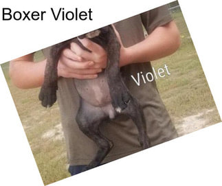 Boxer Violet