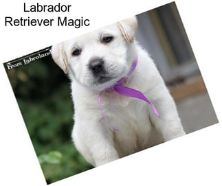 Labrador Retriever Magic