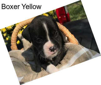 Boxer Yellow