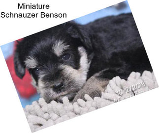 Miniature Schnauzer Benson