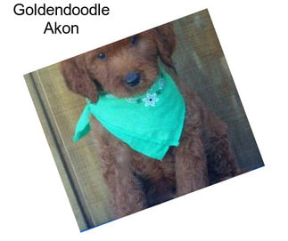 Goldendoodle Akon