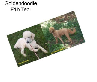 Goldendoodle F1b Teal