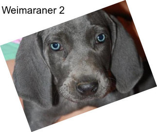 Weimaraner 2