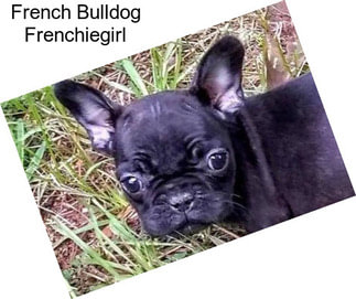 French Bulldog Frenchiegirl