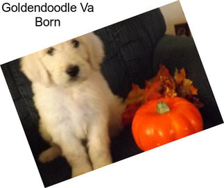 Goldendoodle Va Born