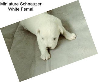 Miniature Schnauzer White Femal