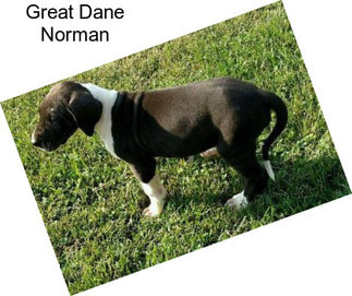 Great Dane Norman