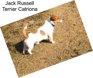 Jack Russell Terrier Catriona