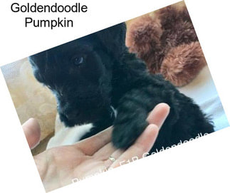 Goldendoodle Pumpkin