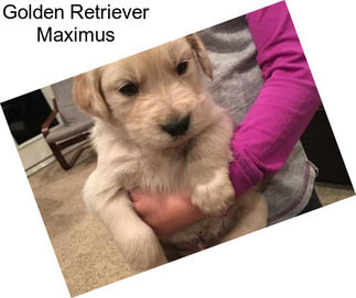 Golden Retriever Maximus