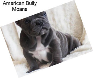 American Bully Moana